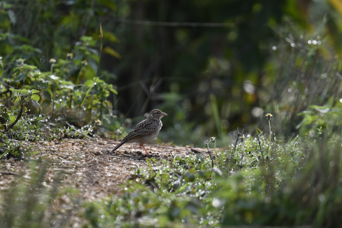 Indian Bushlark - ML643219892