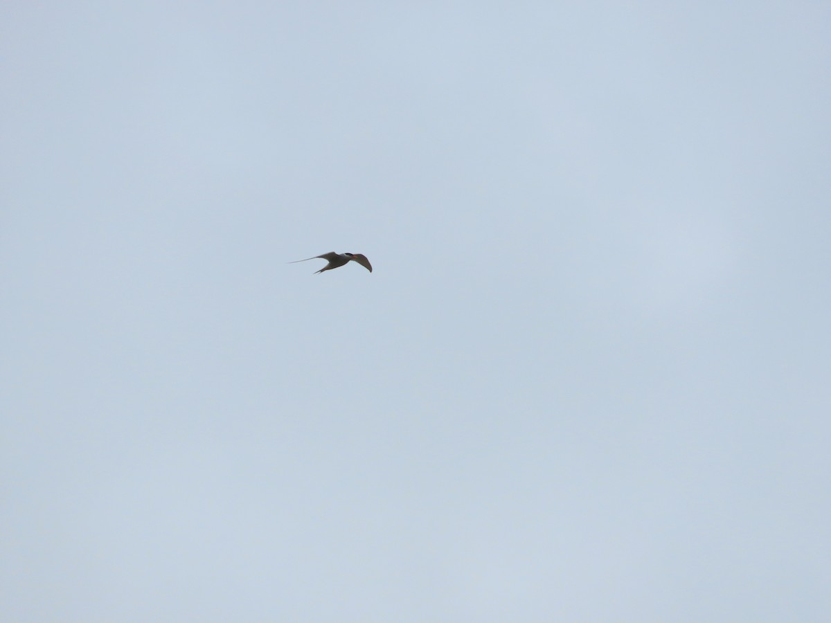 Black-fronted Tern - ML643219893