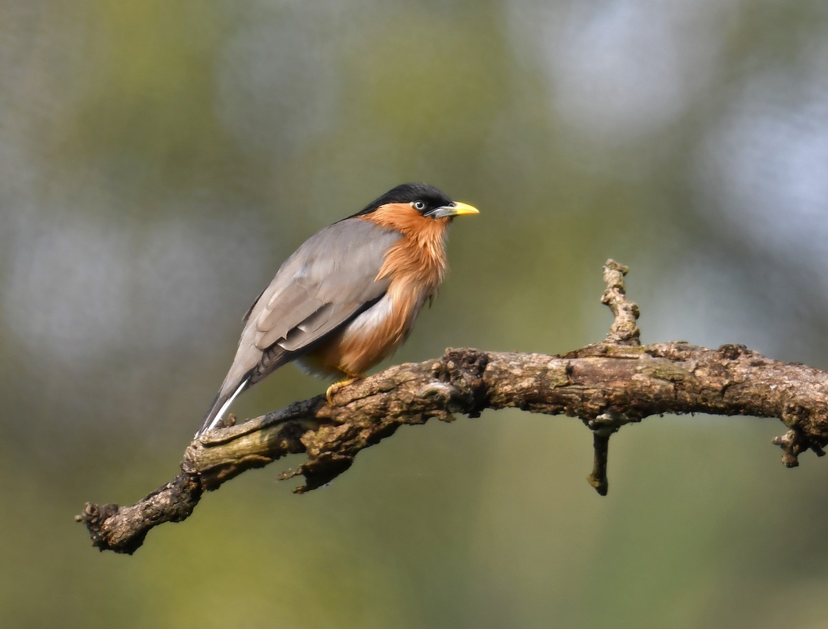 Brahminy Starling - ML643219895