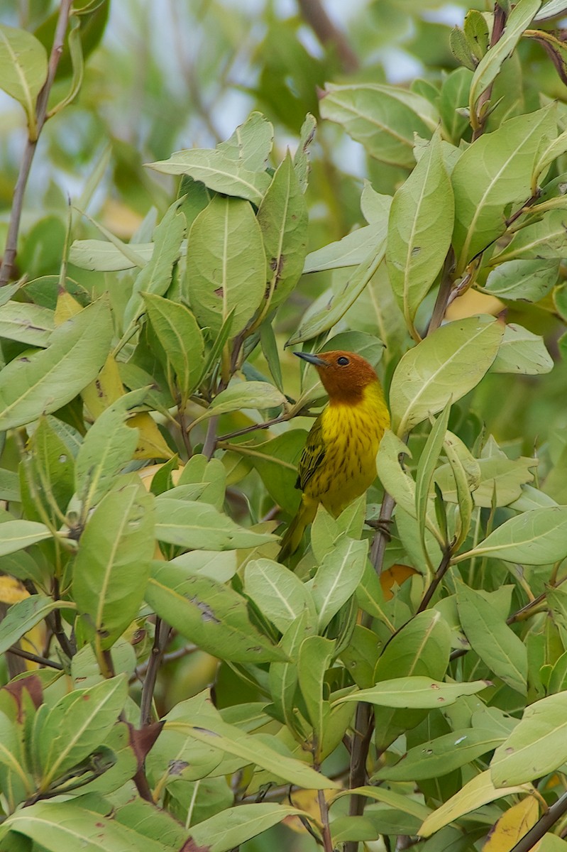 Mangrove Yellow Warbler (Mexican) - ML643219896