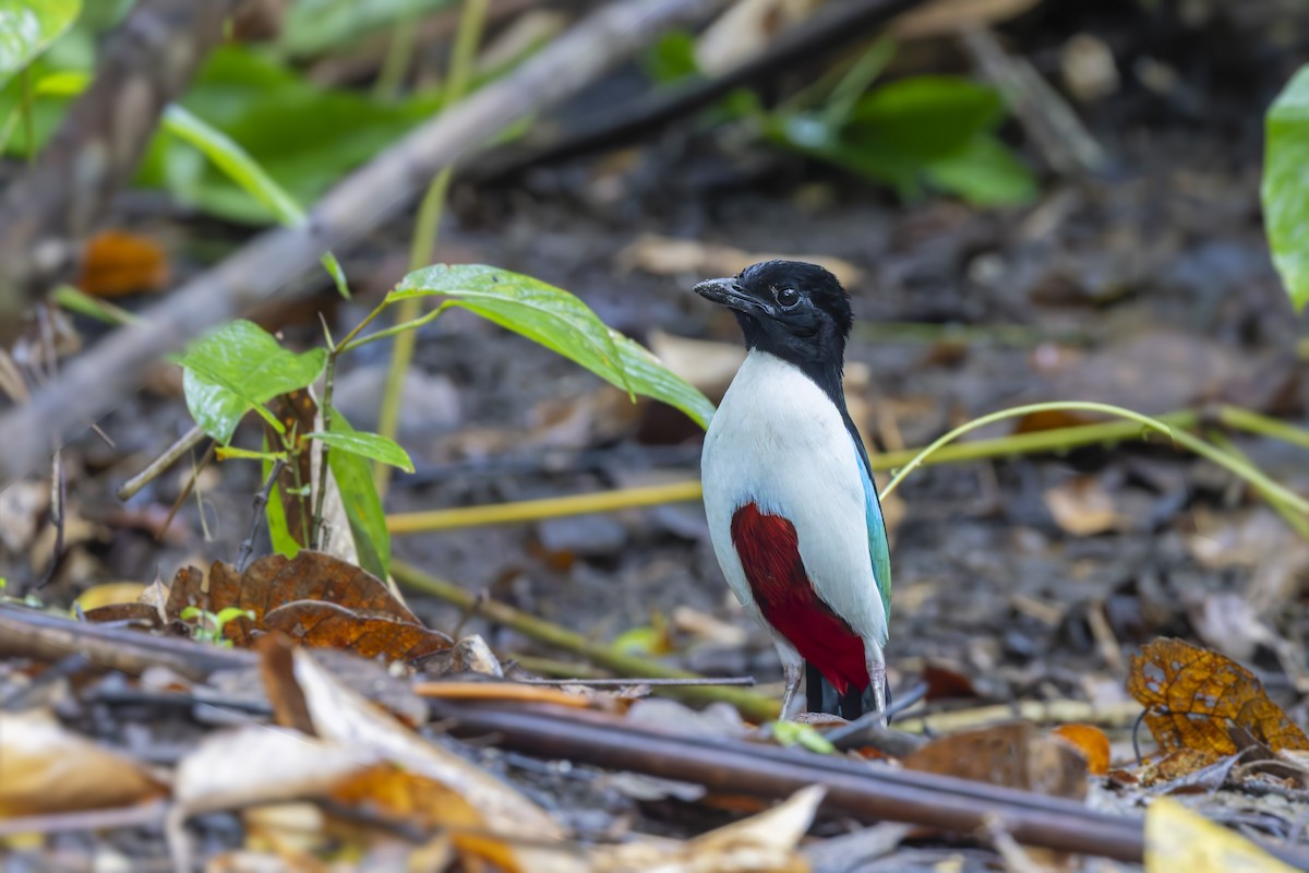 Ivory-breasted Pitta - ML643219899
