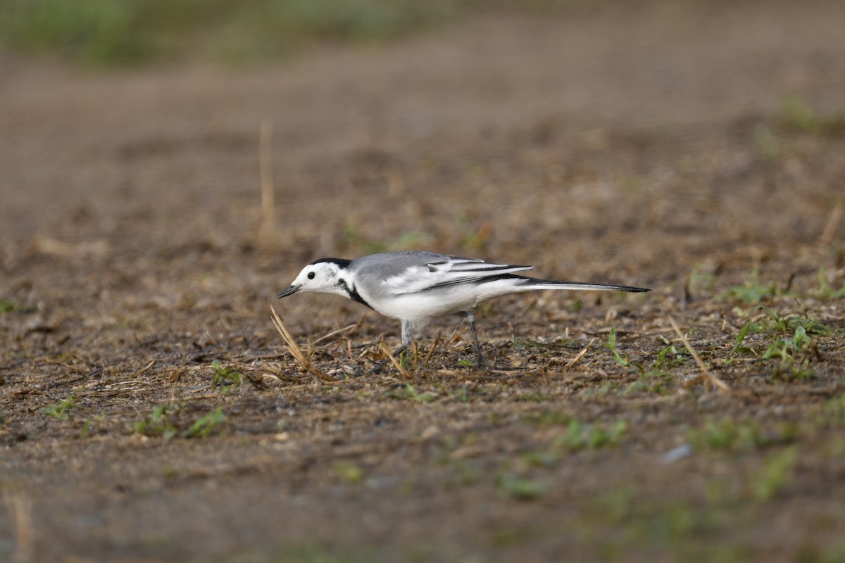 White Wagtail - ML643219900
