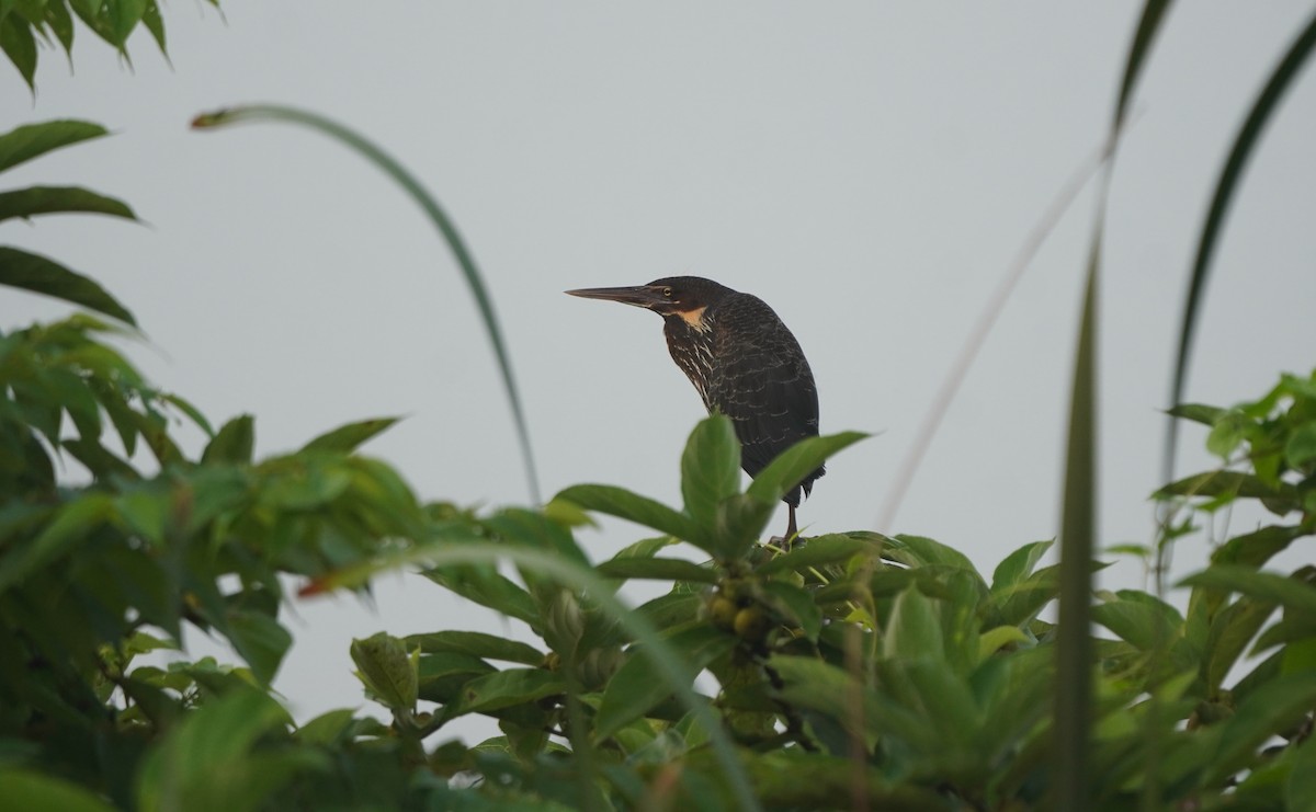 Black Bittern - ML643219901