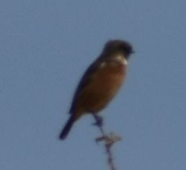 European Stonechat - ML643219902