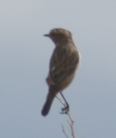European Stonechat - ML643219903