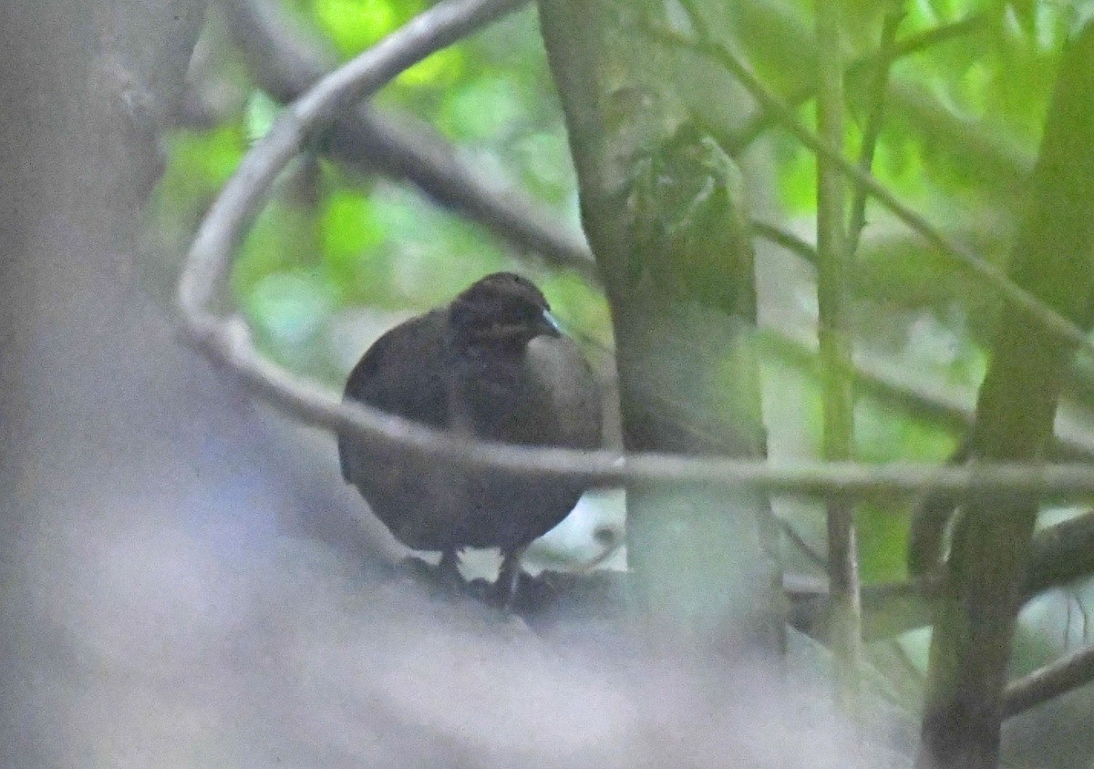 Painted Spurfowl - ML643219904