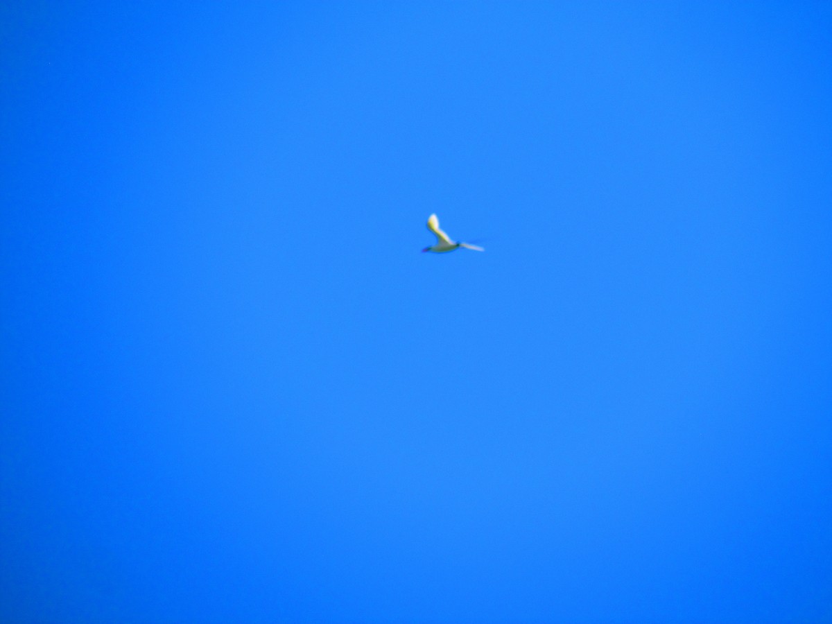 Red-tailed Tropicbird - ML643219908