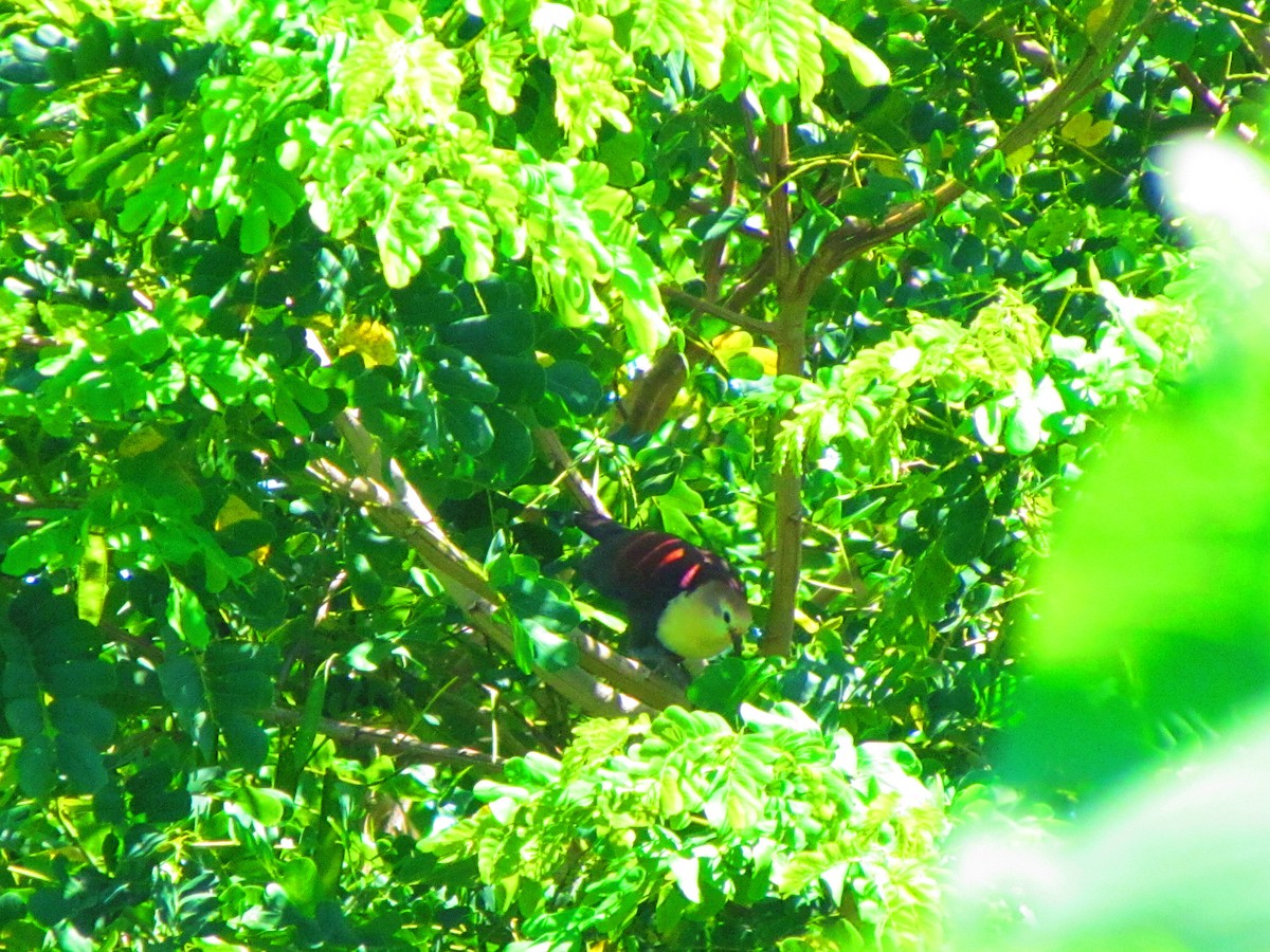 Gallicolombe pampusane - ML643219913