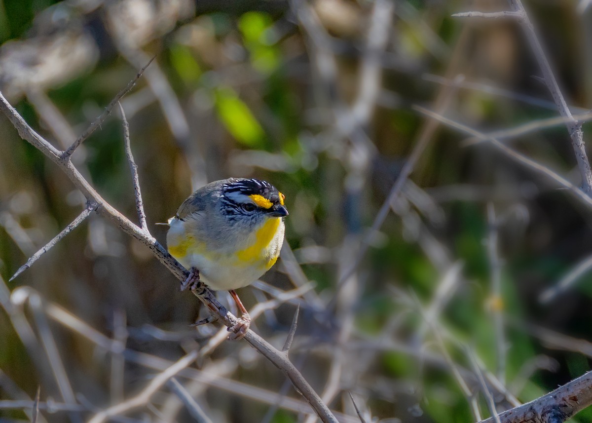 Striated Pardalote - ML643219923