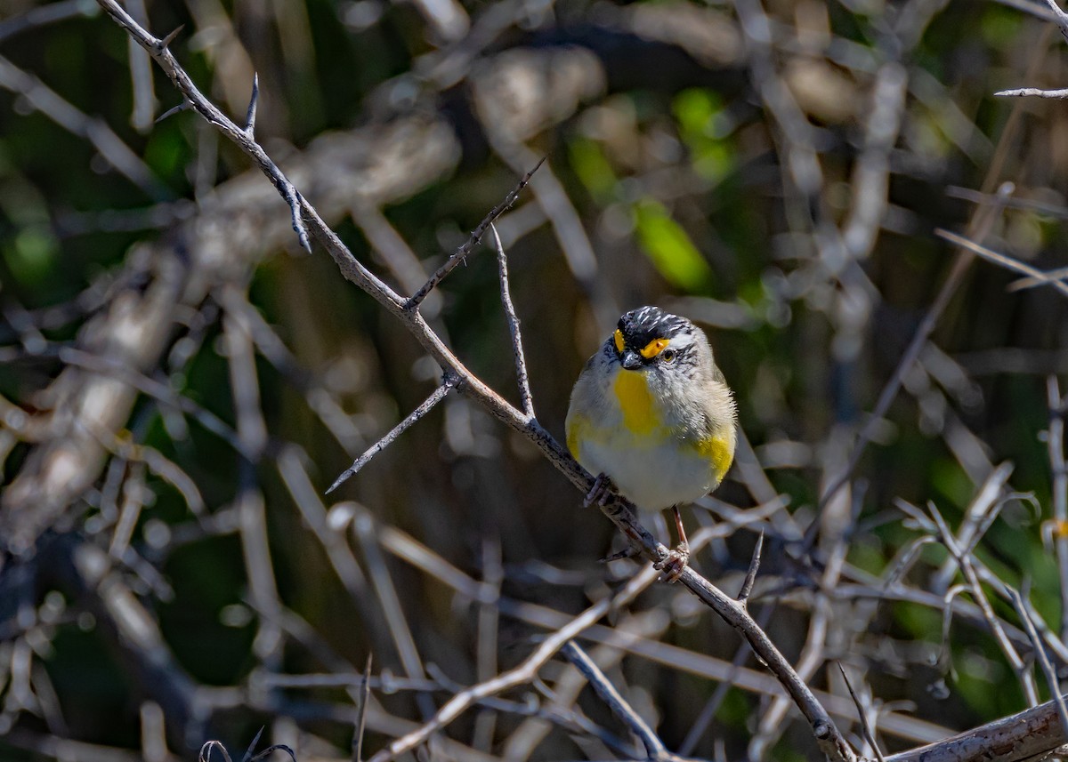 Striated Pardalote - ML643219924