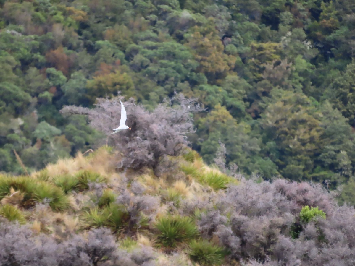 Black-fronted Tern - ML643219930
