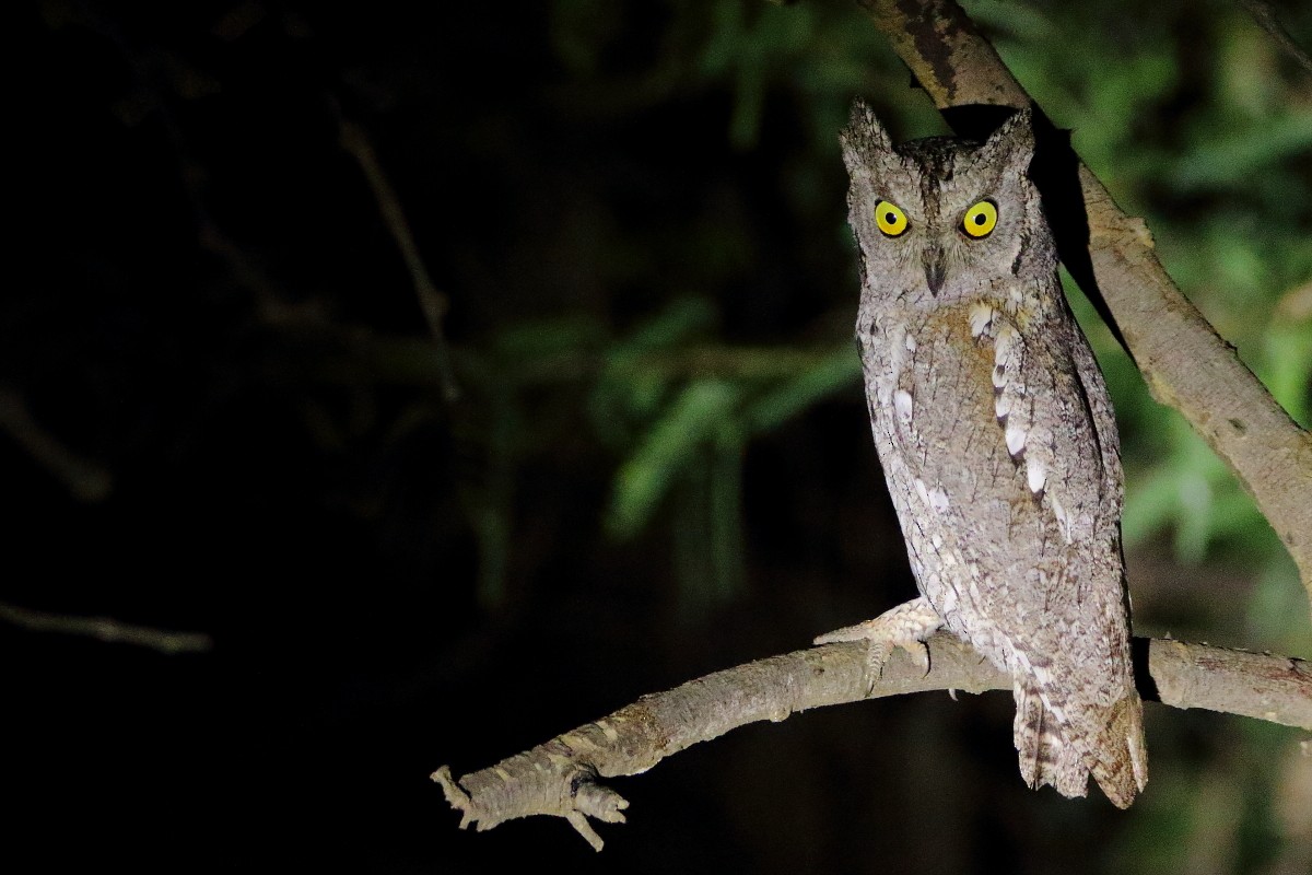 Сплюшка - ML643219931