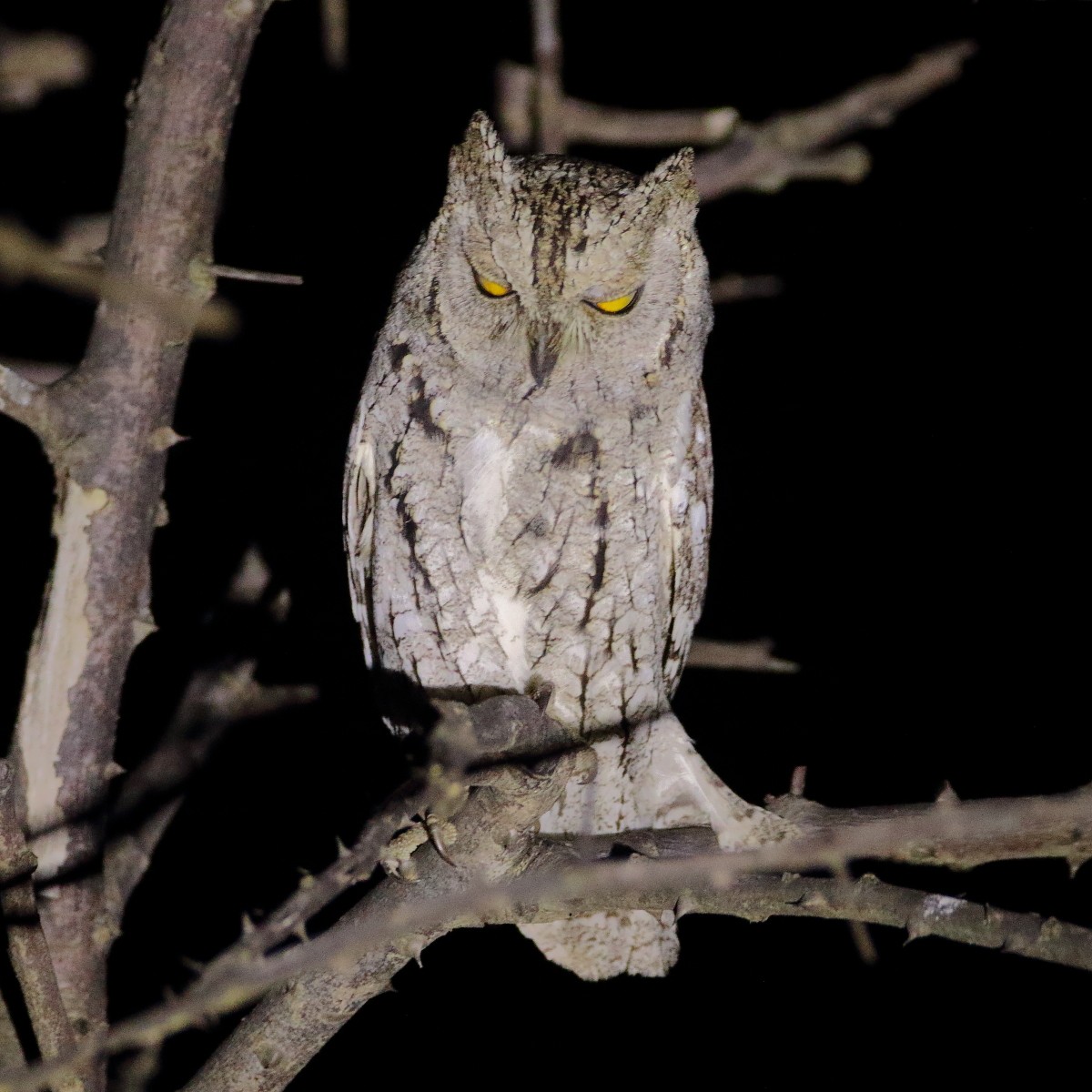 Сплюшка - ML643219932