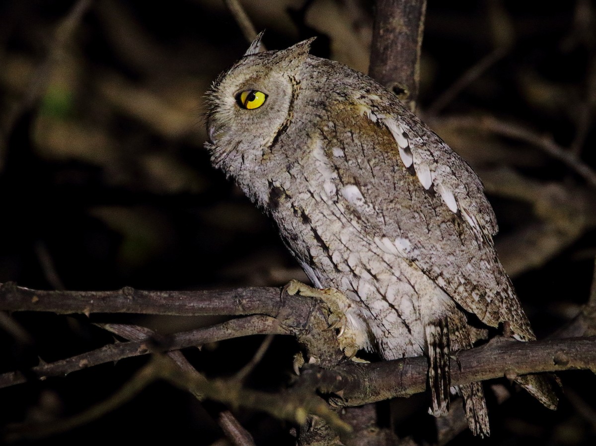 Сплюшка - ML643219933