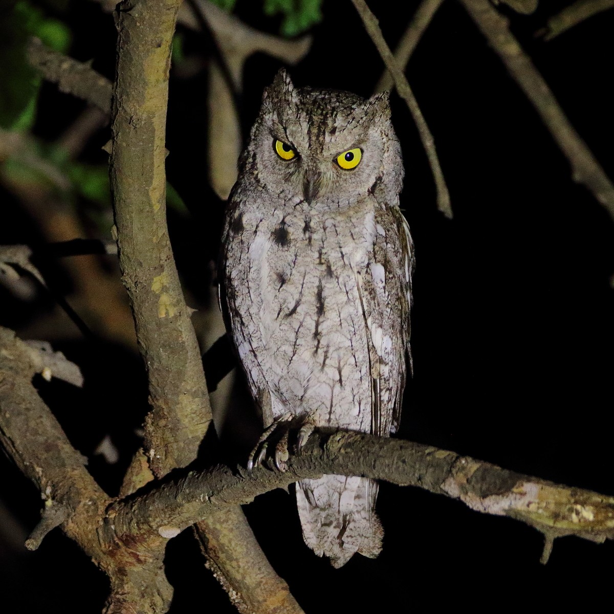 Сплюшка - ML643219934