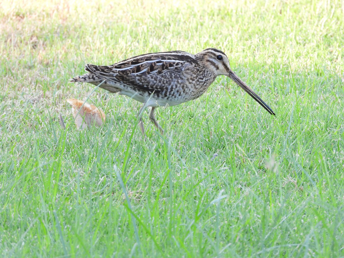 Common Snipe - ML643219941