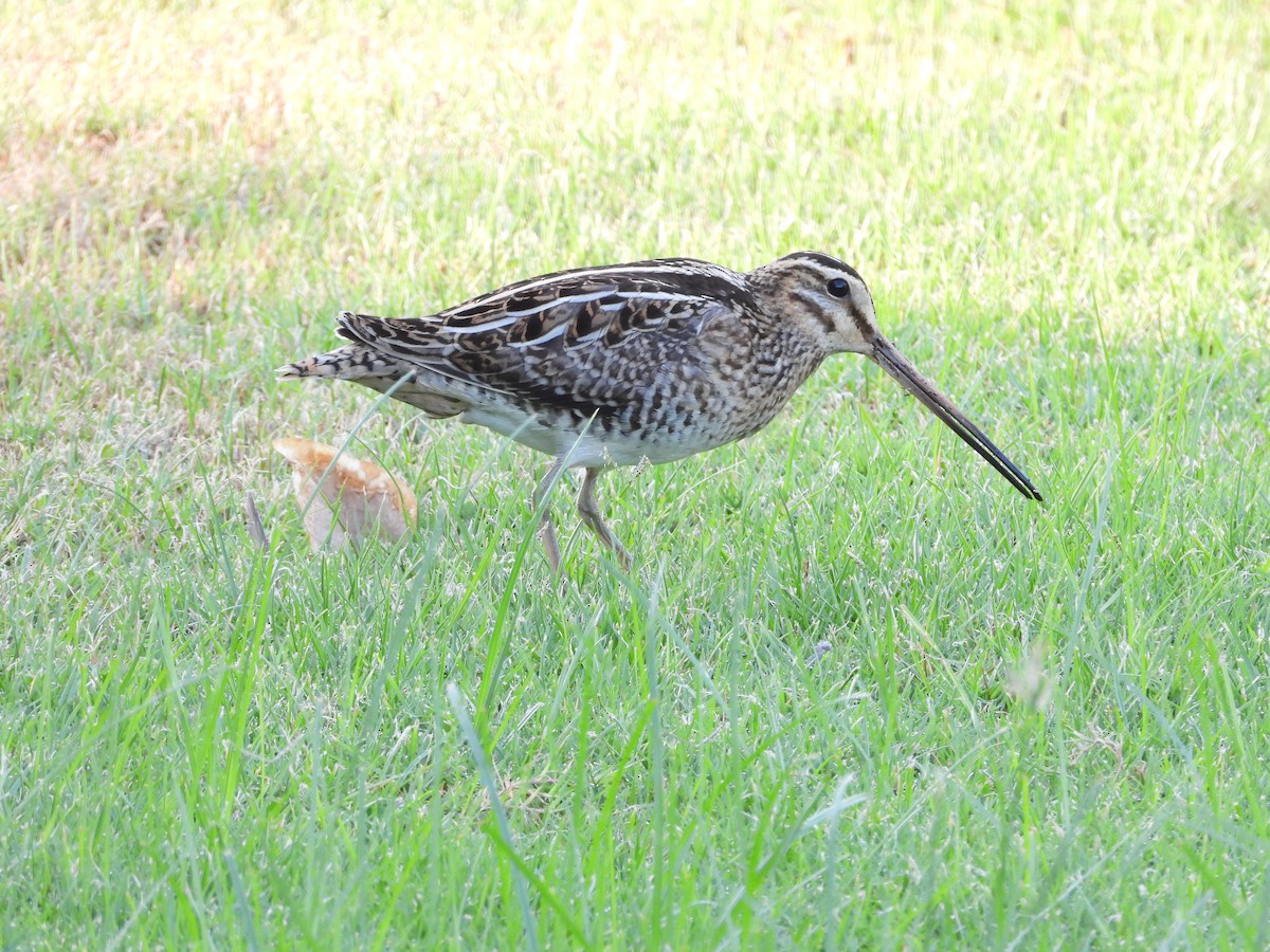 Common Snipe - ML643219942