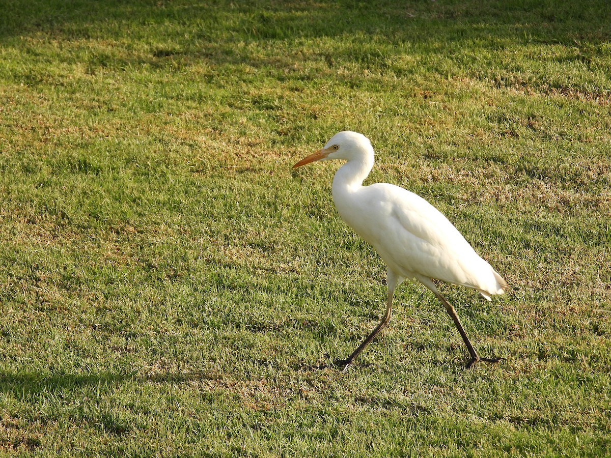 Western Cattle-Egret - ML643219950