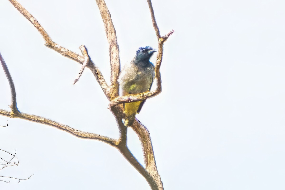 Black-faced Cuckooshrike - ML643219953