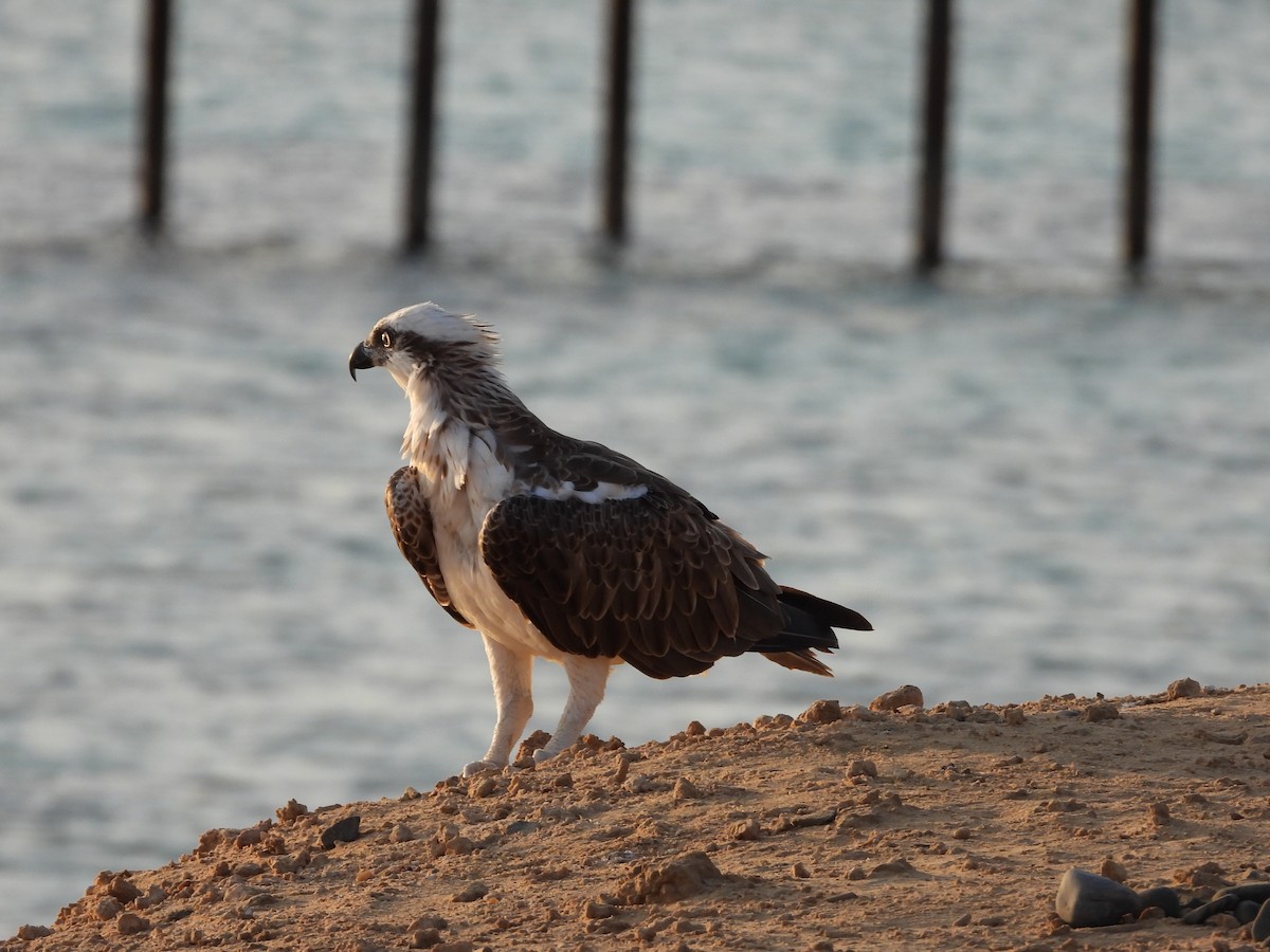 Osprey - ML643219954