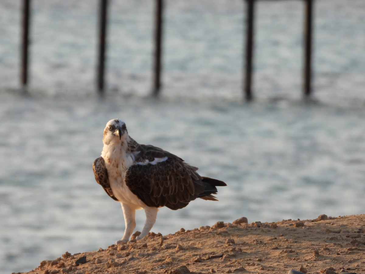 Osprey - ML643219955