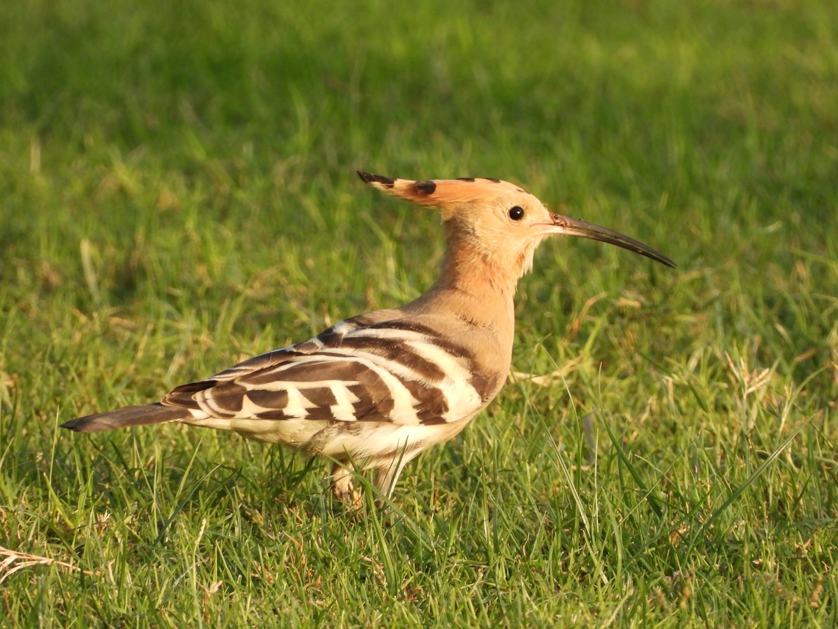 Common Hoopoe - ML643219964