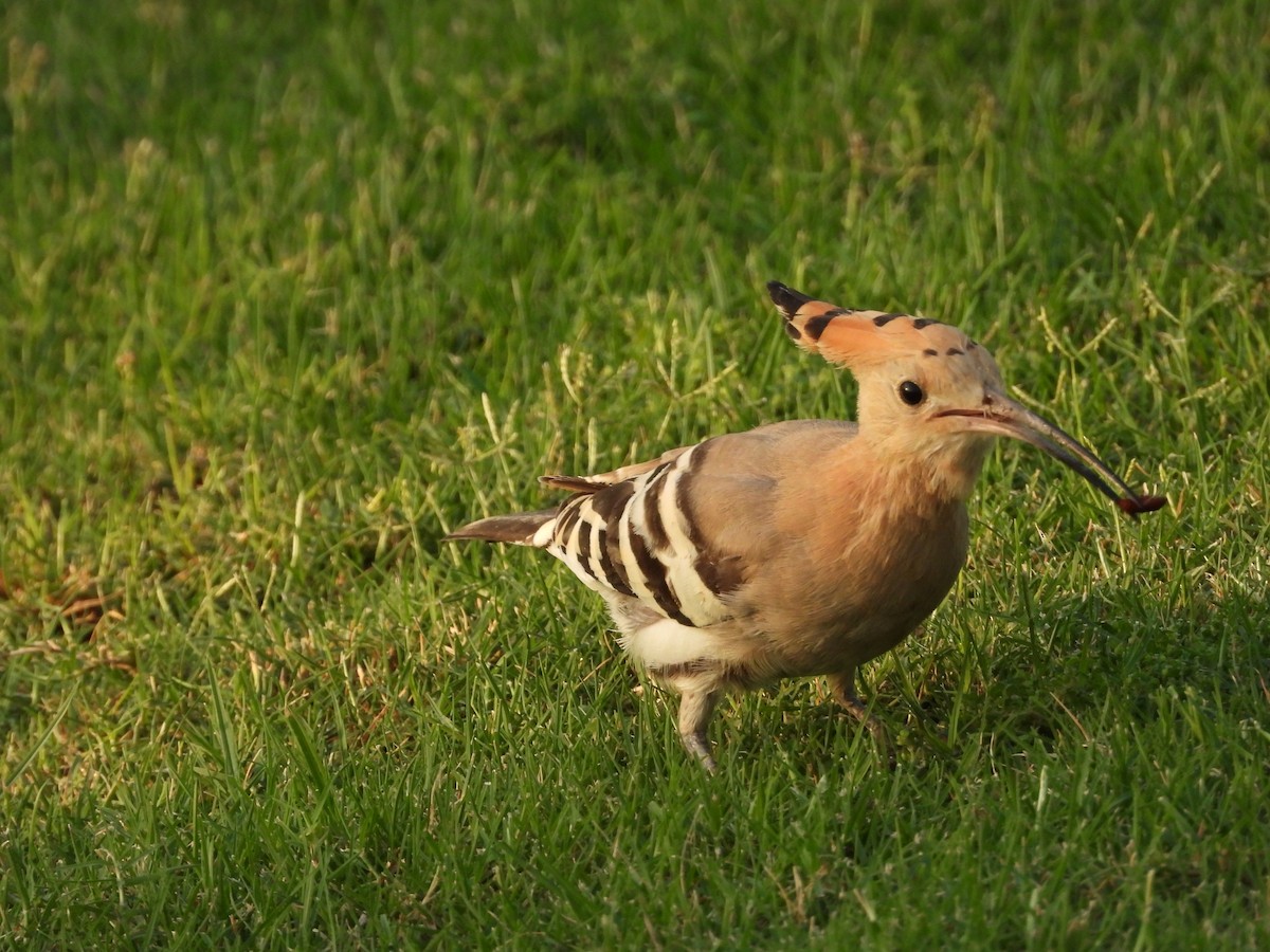 Common Hoopoe - ML643219965