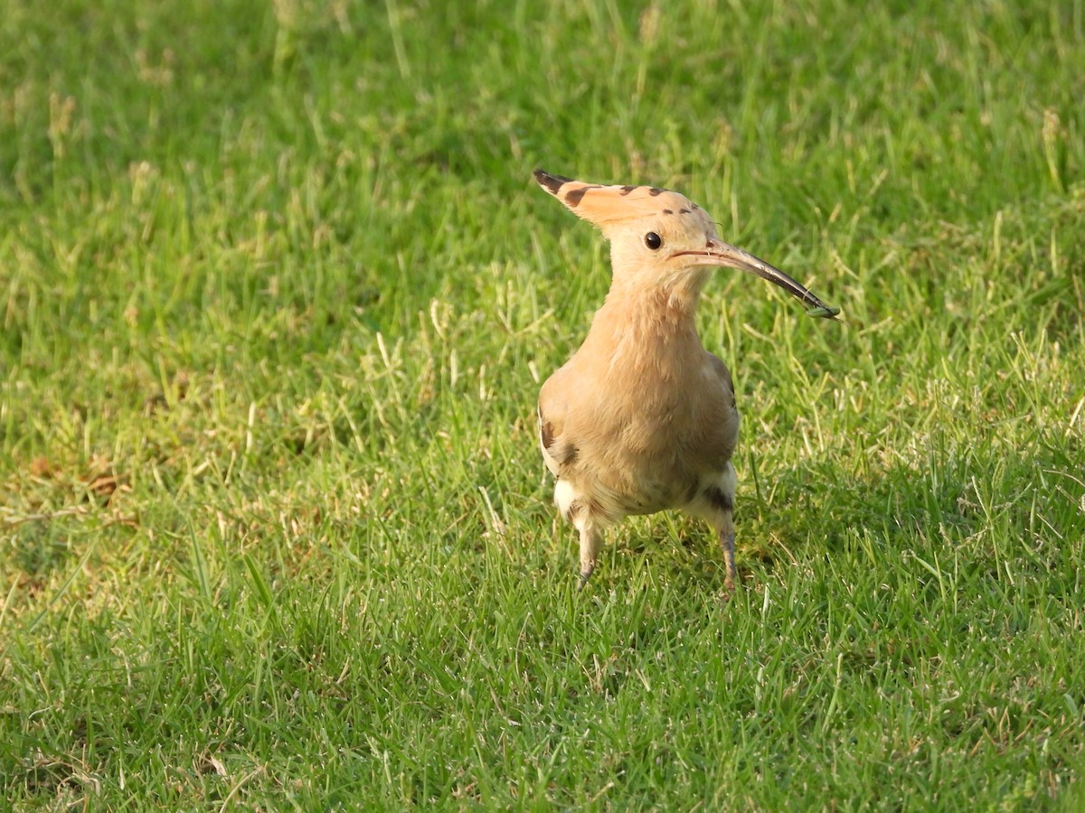 Common Hoopoe - ML643219966