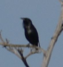 Spotless Starling - ML643219967