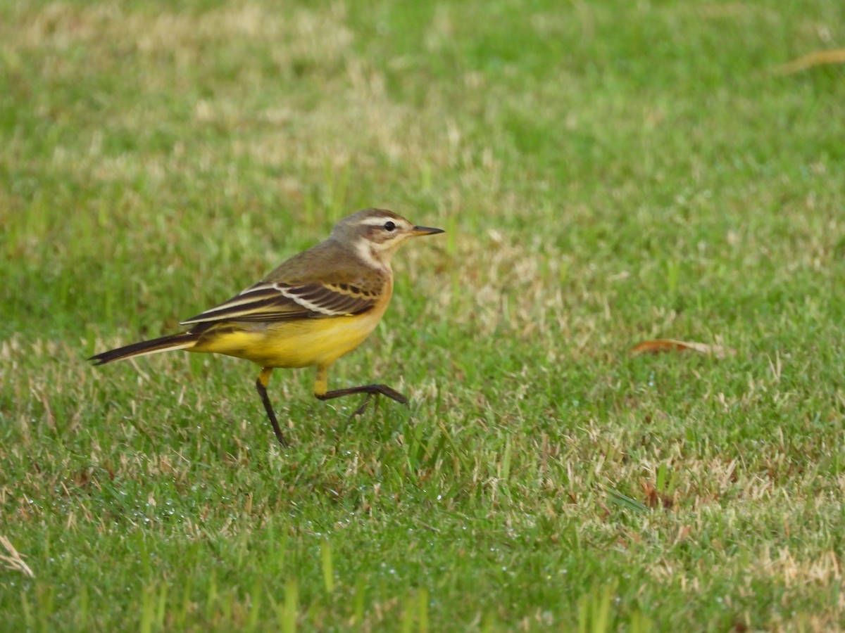 Western Yellow Wagtail - ML643219975