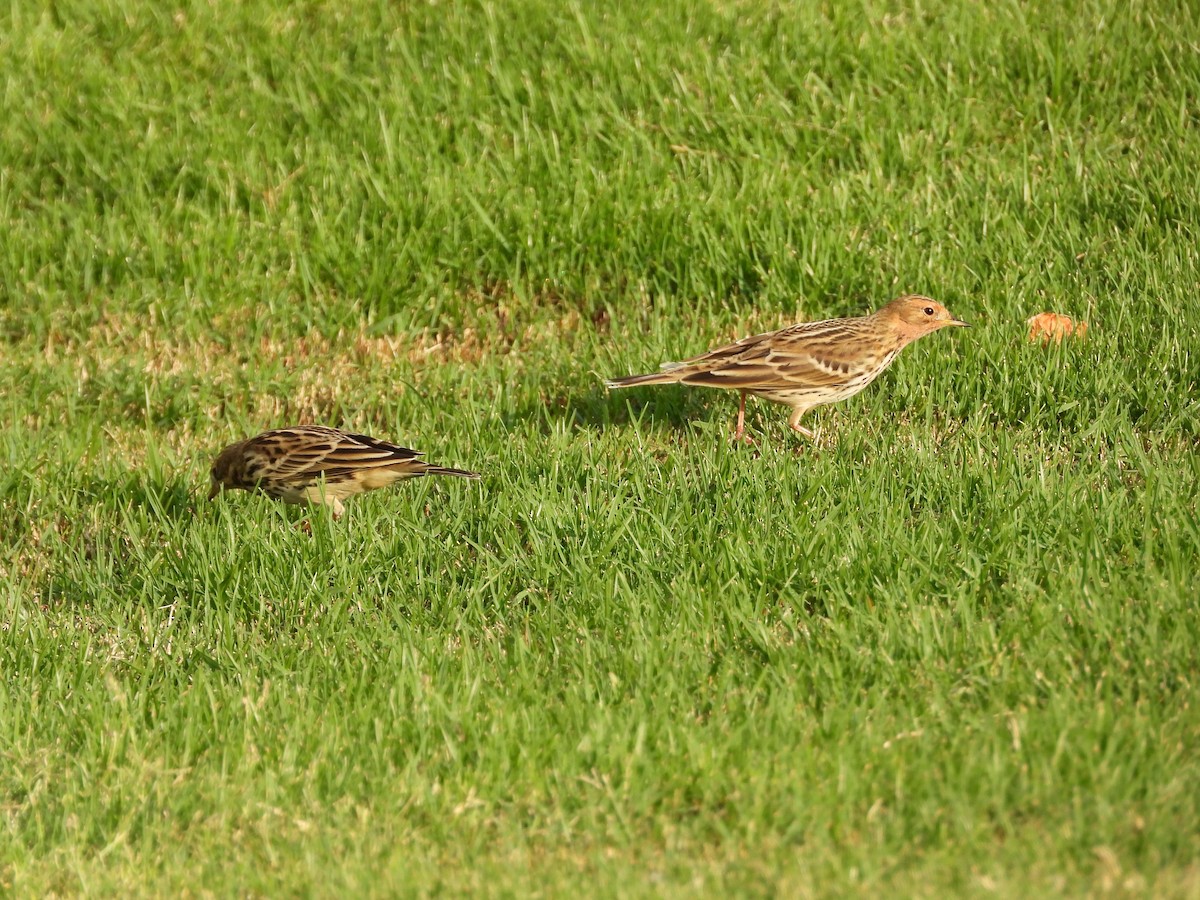 Red-throated Pipit - ML643219980
