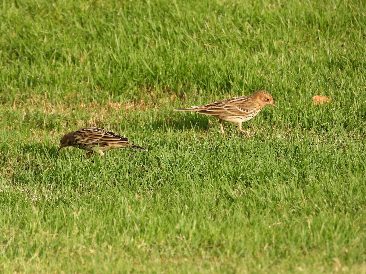 Red-throated Pipit - ML643219981