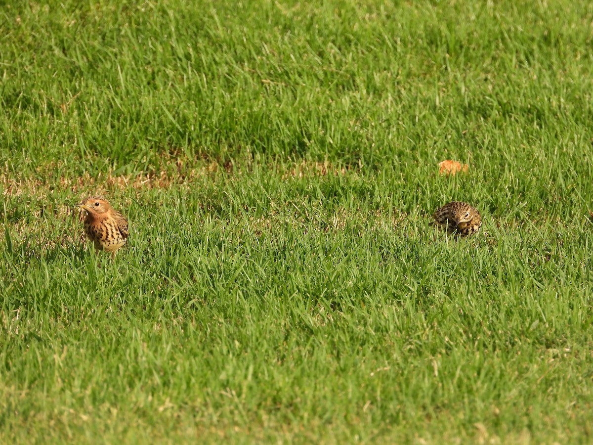 Red-throated Pipit - ML643219982
