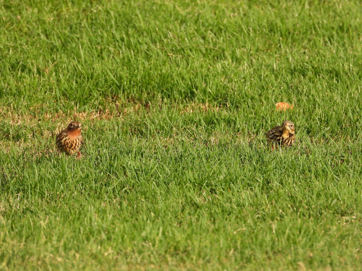 Red-throated Pipit - ML643219983