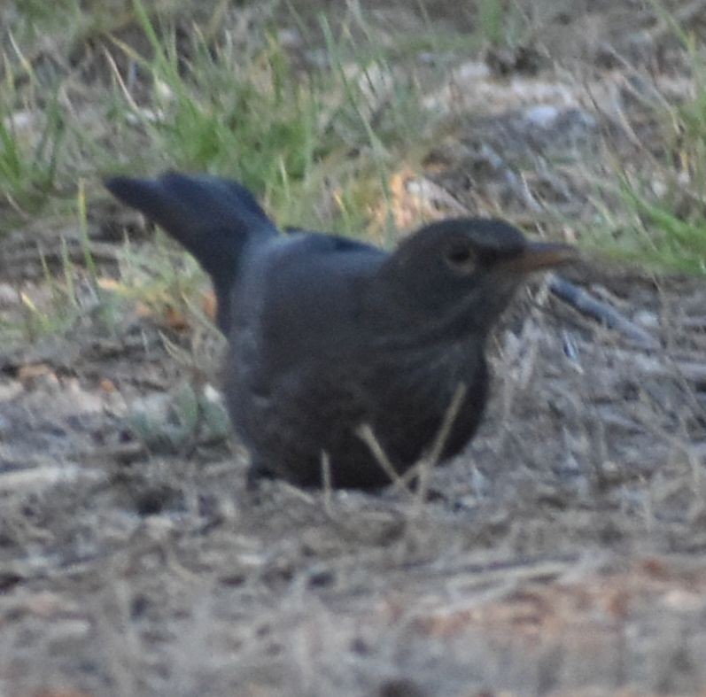 Eurasian Blackbird - ML643219995