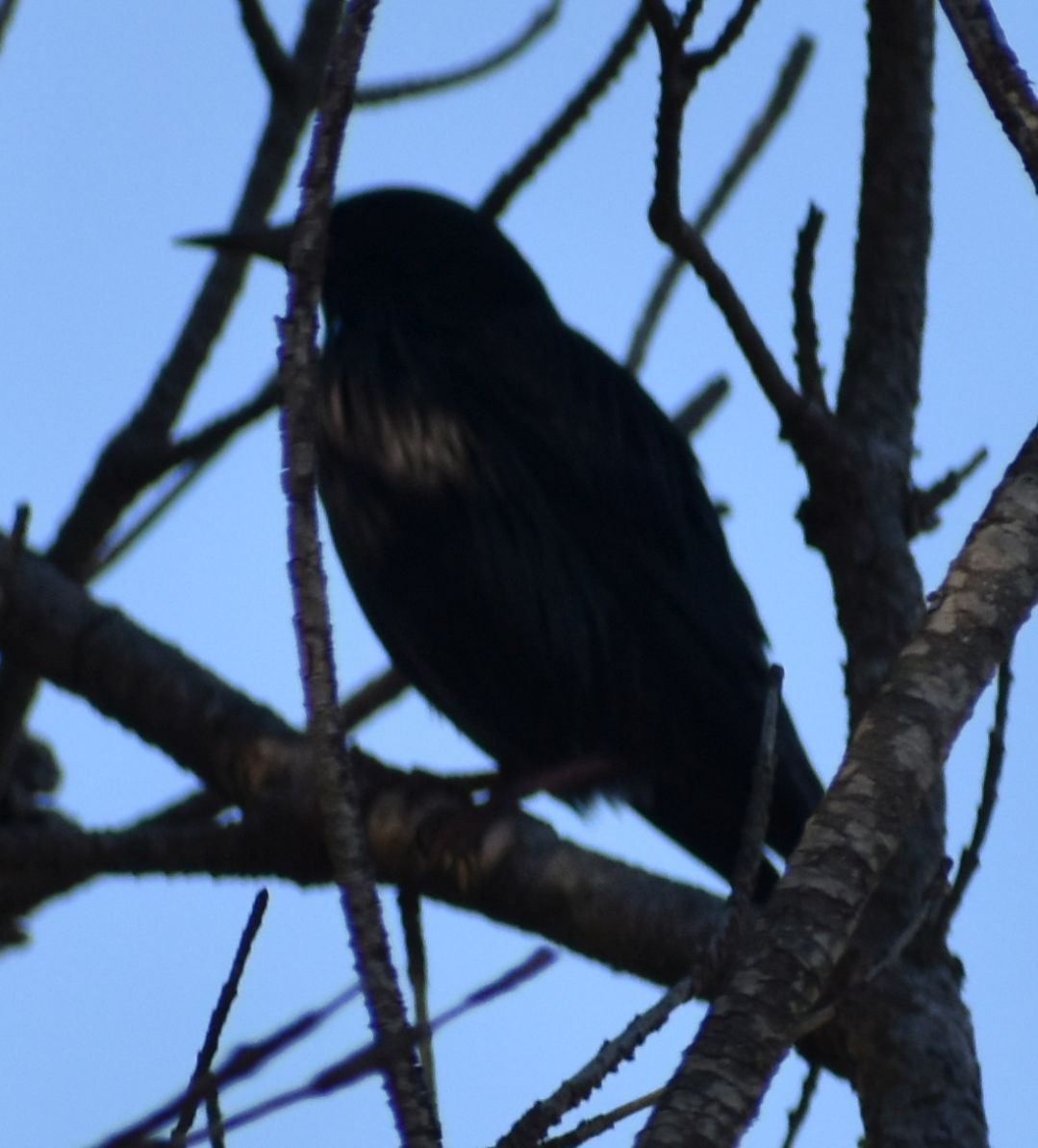 Spotless Starling - ML643220001