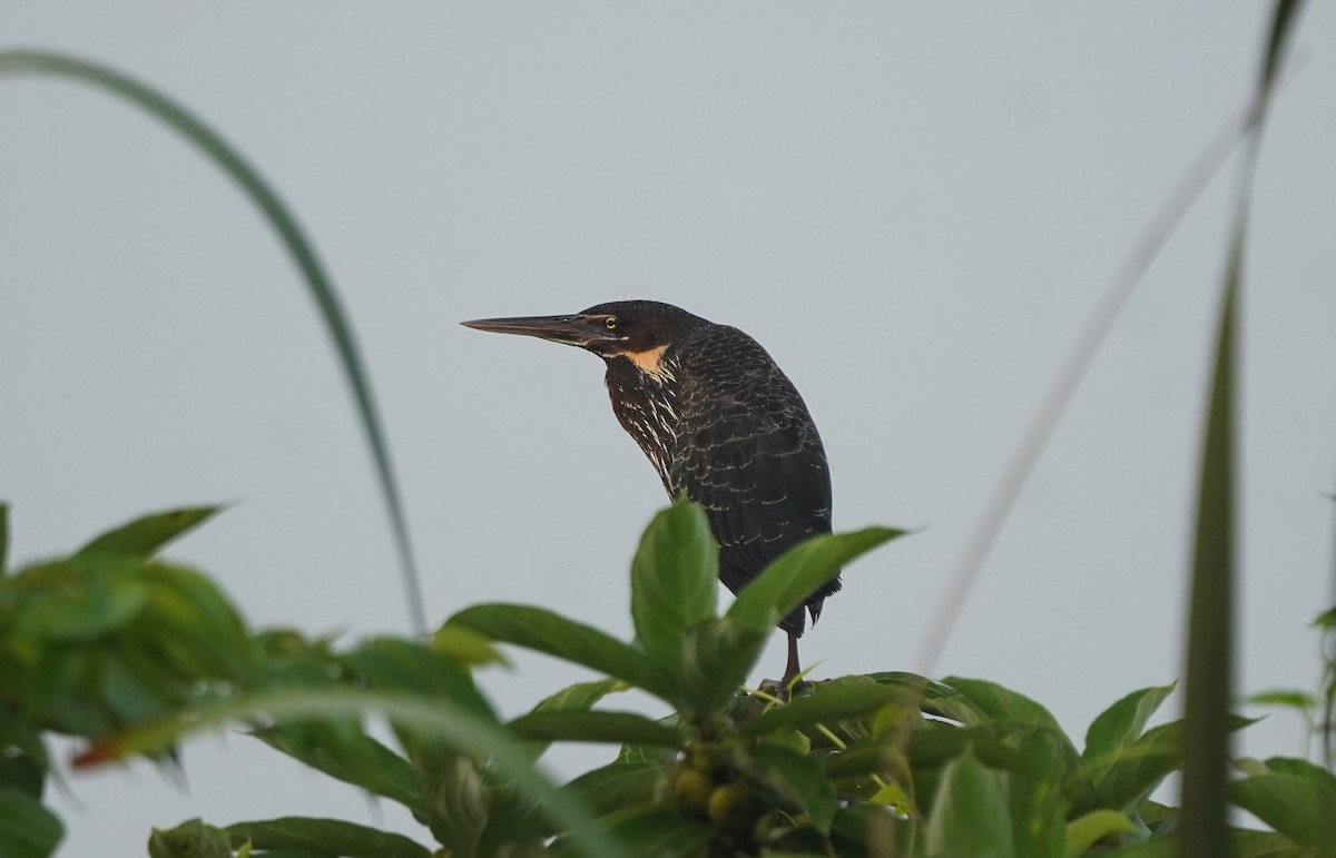 Black Bittern - ML643220022