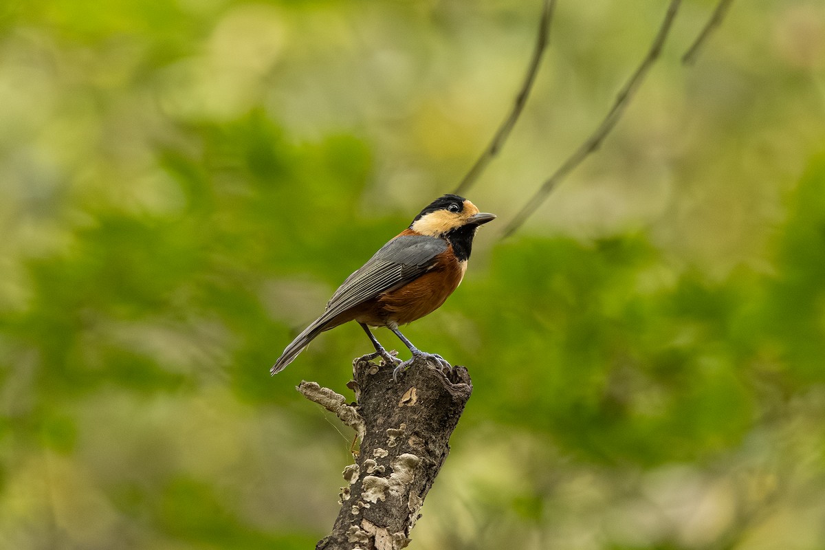 Varied Tit - ML643220023