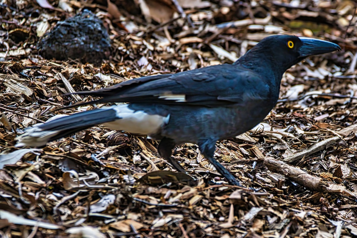 Pied Currawong - ML643220026