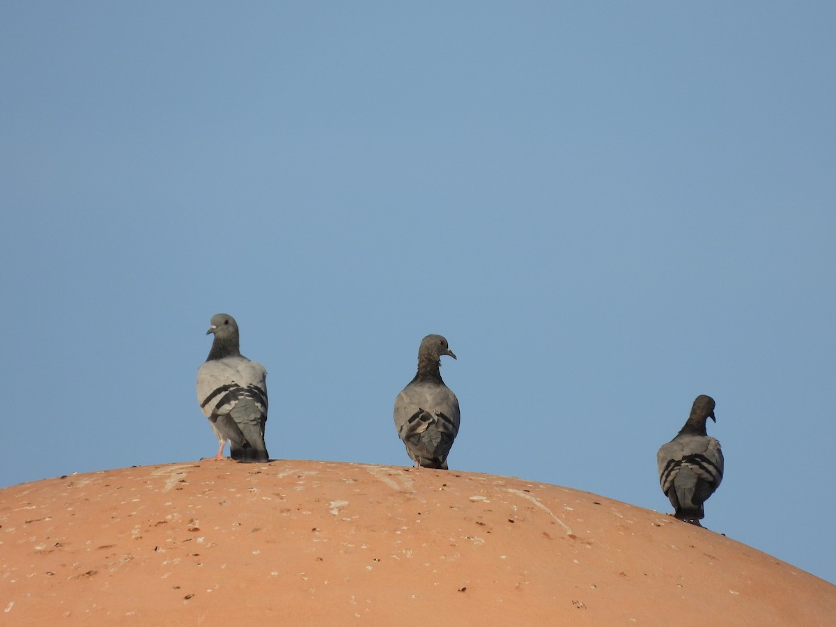 Rock Pigeon - ML643220027