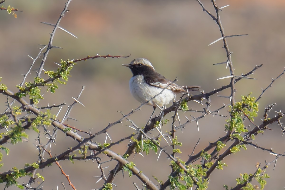 Red-rumped Wheatear - ML643220028