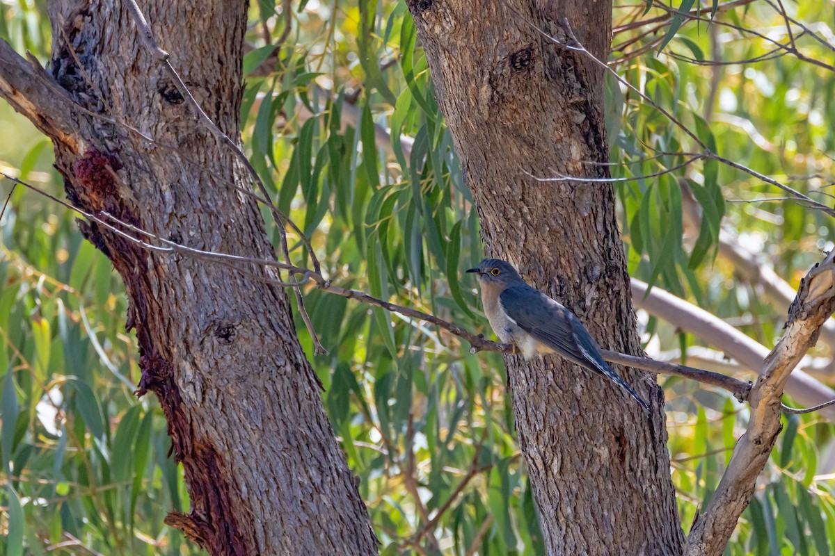 Fan-tailed Cuckoo - ML643220033