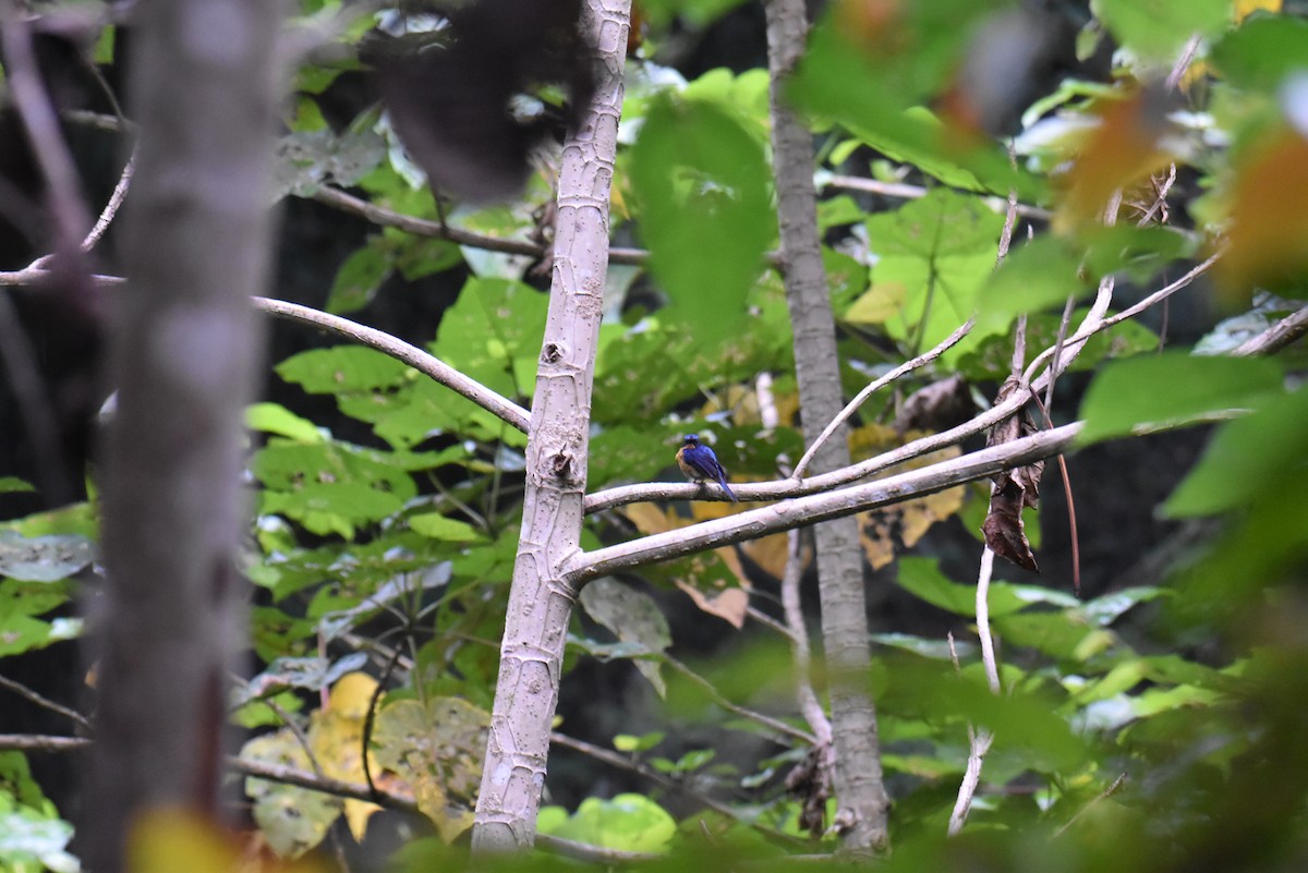 Bornean Blue Flycatcher - ML643220037