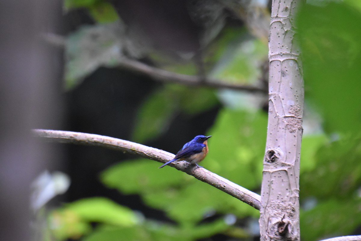 Bornean Blue Flycatcher - ML643220038