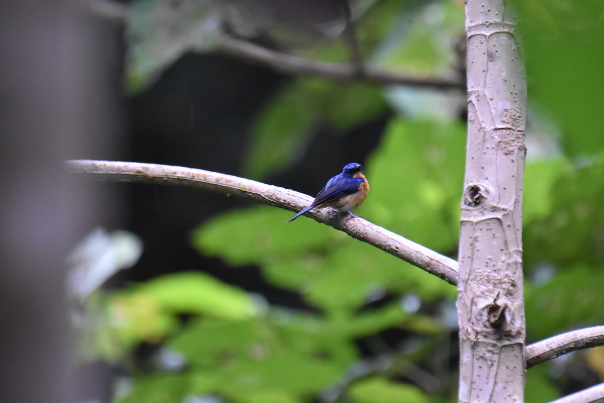 Bornean Blue Flycatcher - ML643220039