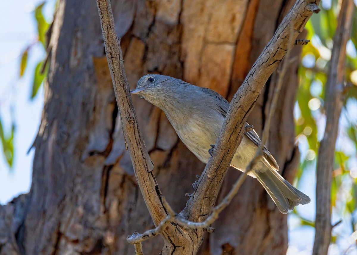 Gray Shrikethrush - ML643220040