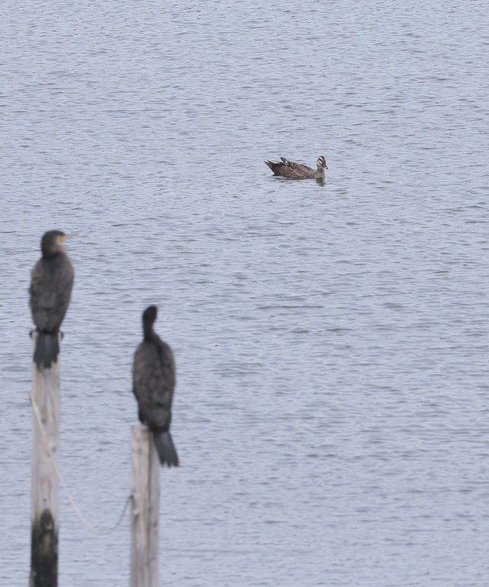 Eastern Spot-billed Duck - ML643220075