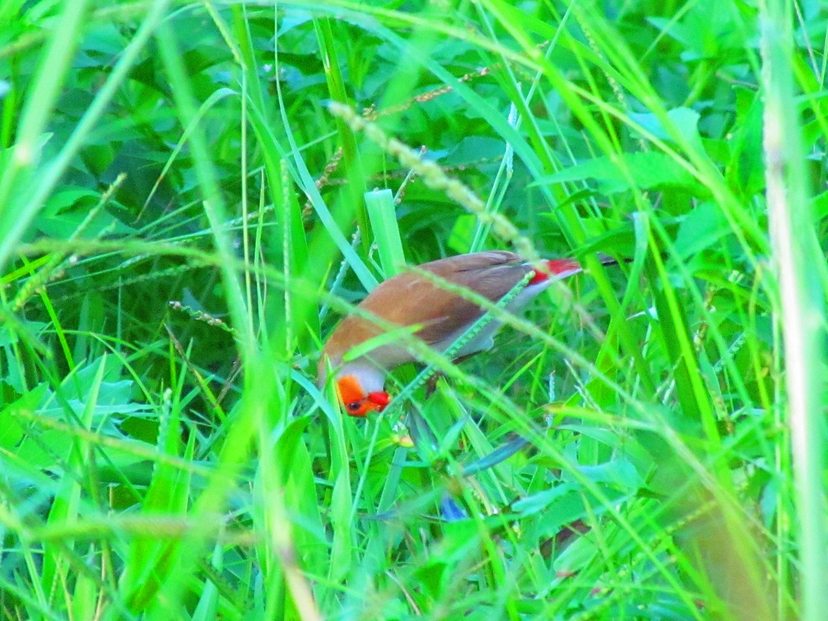 Astrild à joues orange - ML643220093