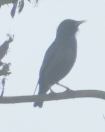 Spotless Starling - ML643220097