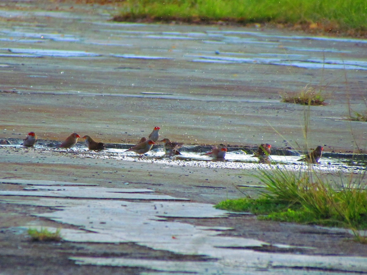 Astrild à joues orange - ML643220099